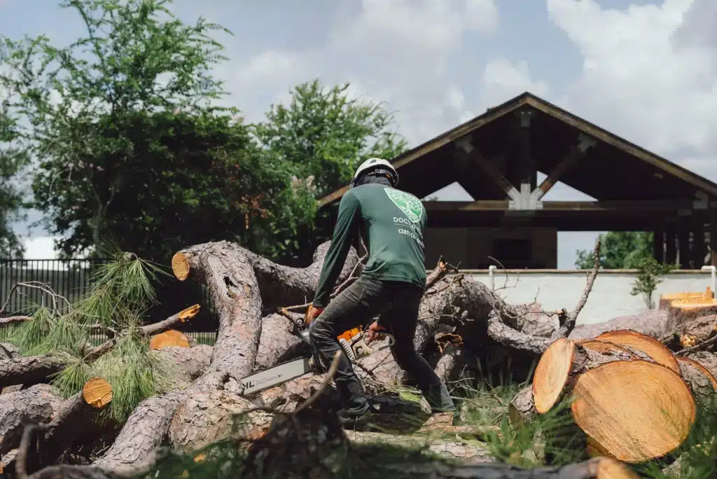 tree removal in Houston