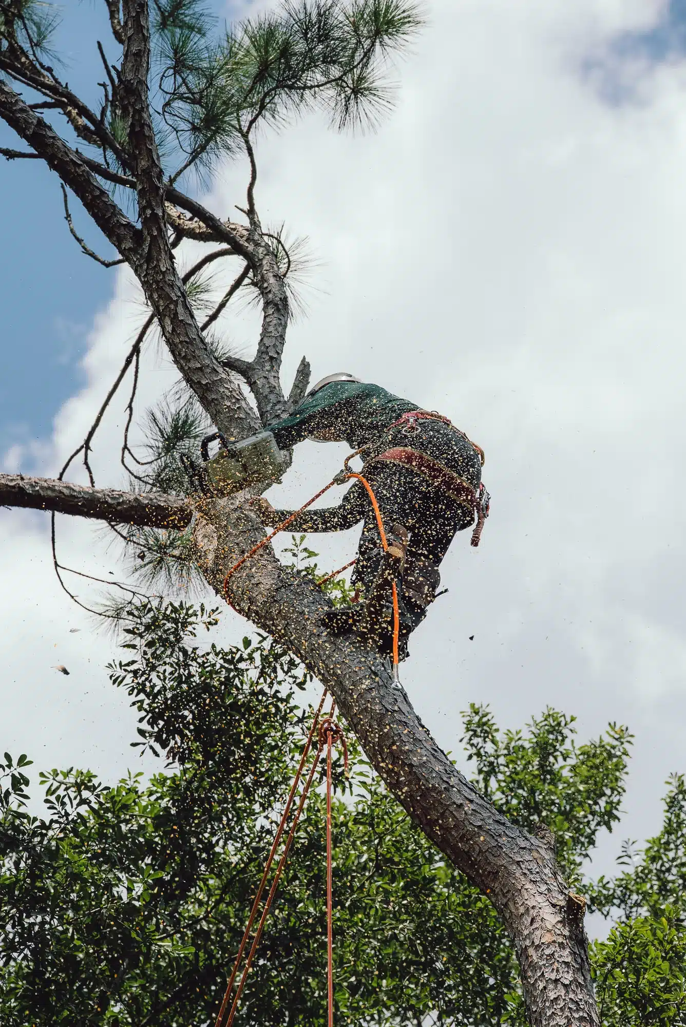 tree trimming and pruning