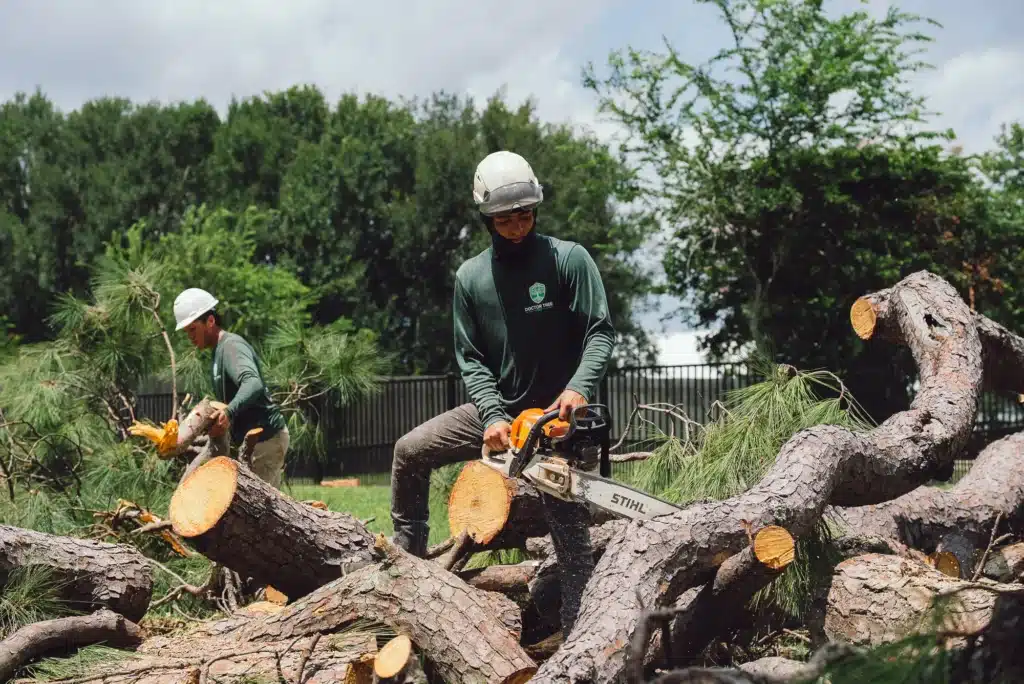 storm damage tree removal