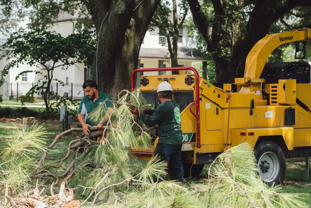 tree trimming and pruning